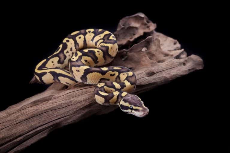 Buyer’s Guide: Bedding for Ball Pythons
