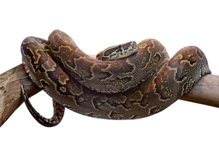 Buyer’s Guide: Bedding for Boa Snakes