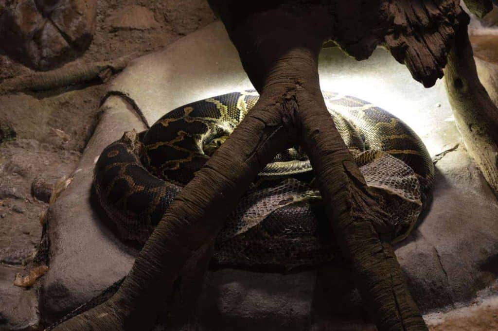 Buyer's Guide Best Heat Lamp for Snakes Embora Pets