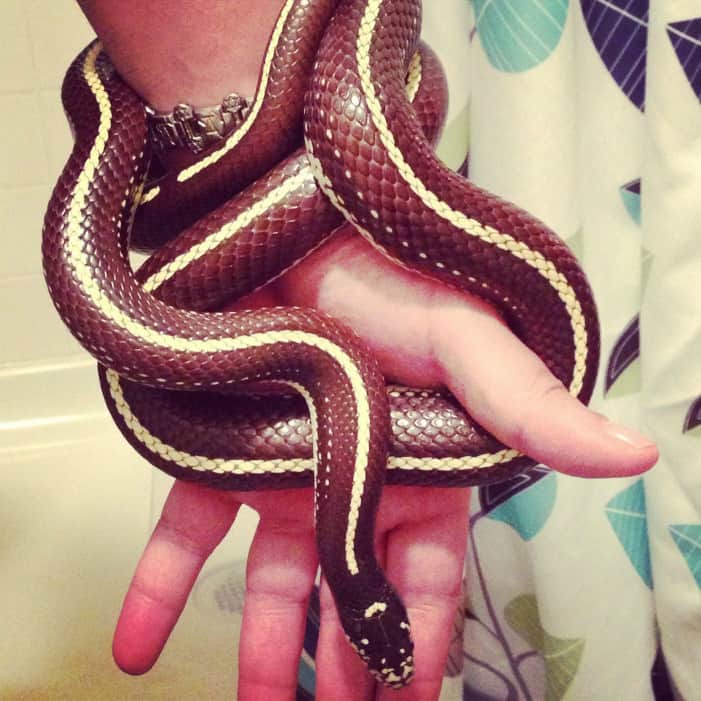 7 Best Snake Breeds for New Pet Snake Owners. California King Snake