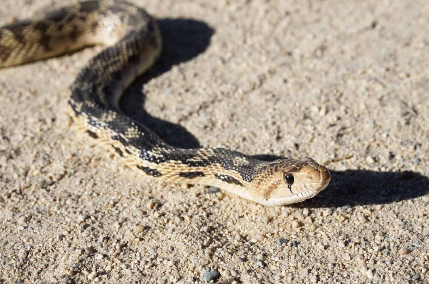 gopher snake eating