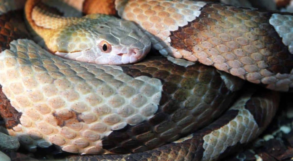 How Many Eggs Does A Copperhead Snake Lay Snake Poin