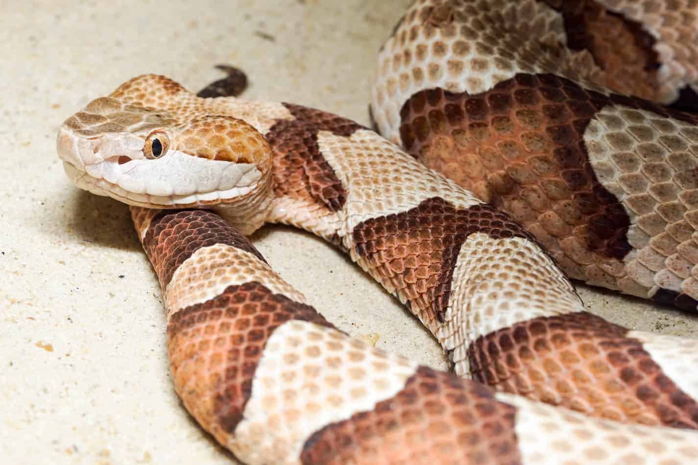 can a copperhead snake kill a dog