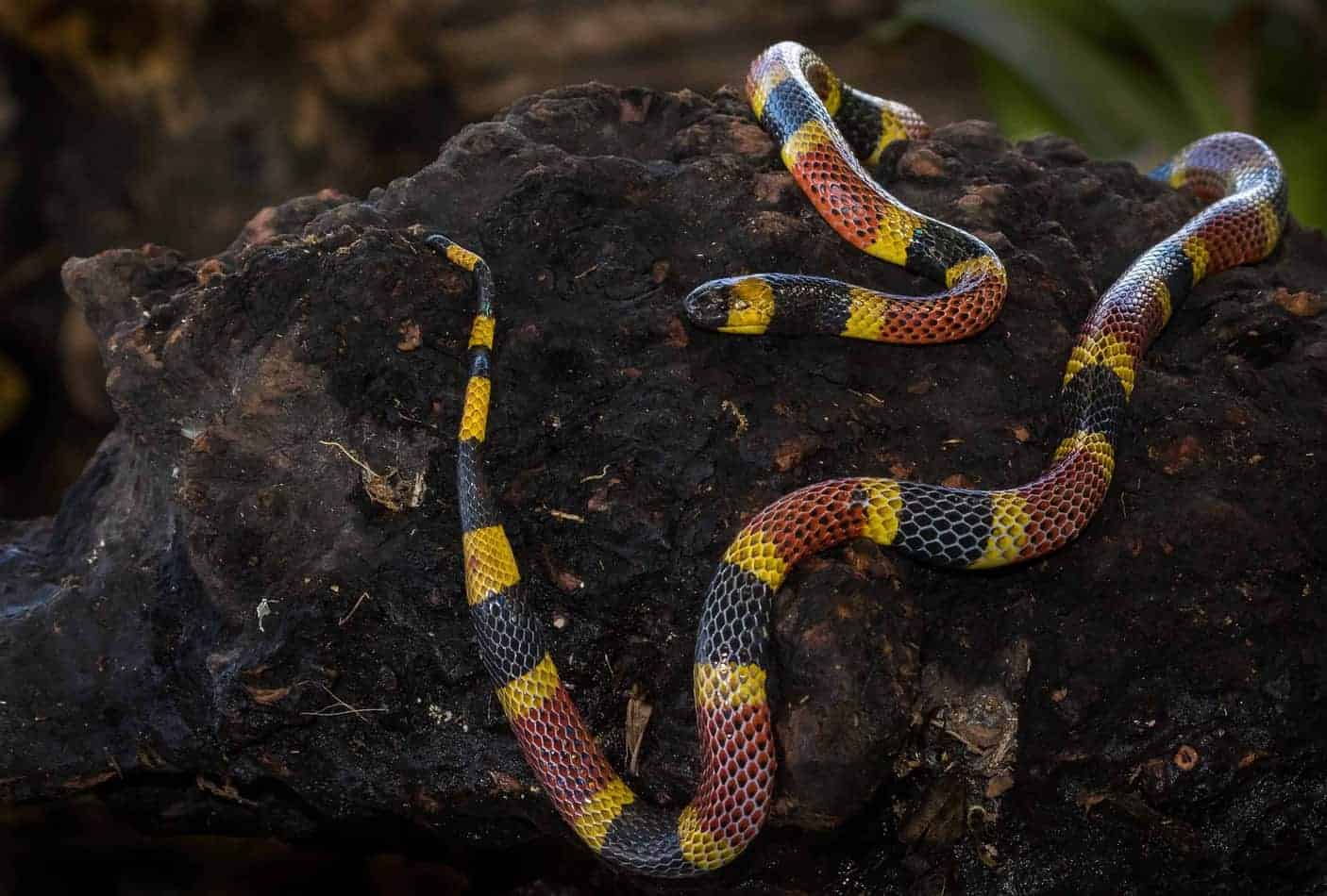 coral snake Kingsnakes as Pets: A Complete Guide With Pictures