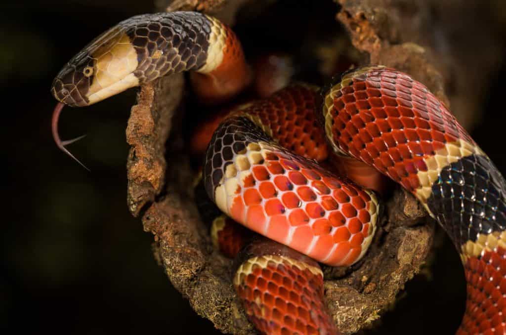 pink-and-blue-bands-on-a-coral-snake-meyers-bouring