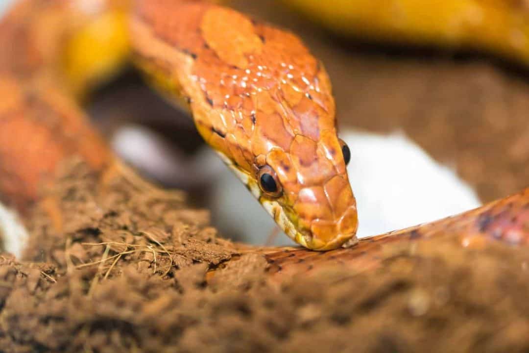 These 5 Snakes Look Similar to Copperheads Embora Pets