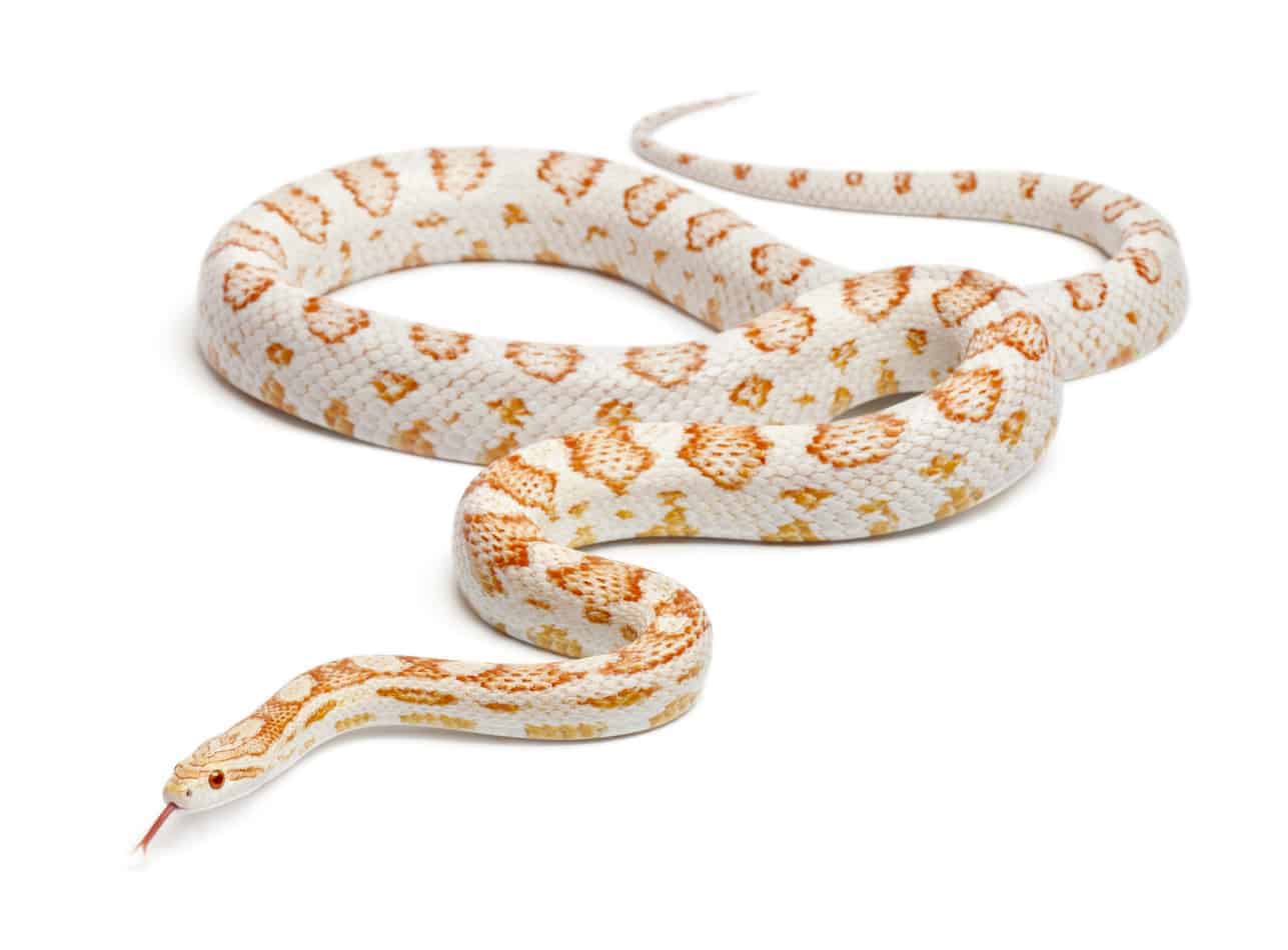 corn snake morph 3 Most Popular Corn Snake Morphs (with Pictures and Facts)