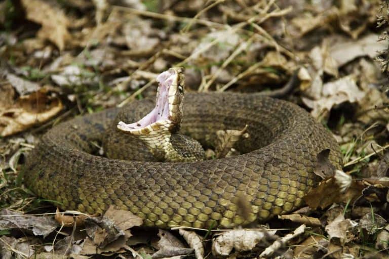 Cottonmouth Snakes: Interesting Facts and Bite Information