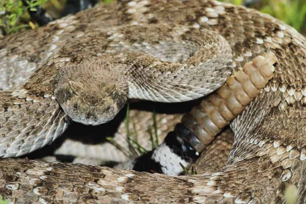 do rattlesnakes nurse their young? – embora pets