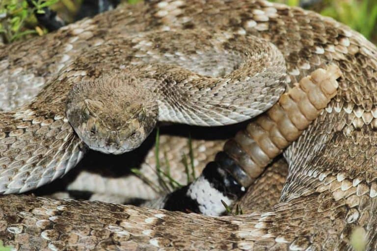 Do Rattlesnakes Nurse Their Young?