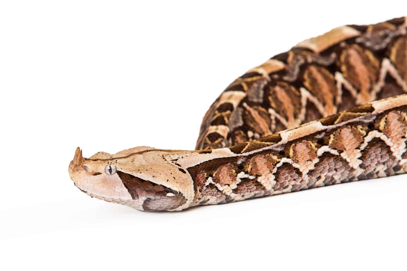 gaboon viper the complete guide 1 Gaboon Viper: The Complete Guide With Pictures and Facts