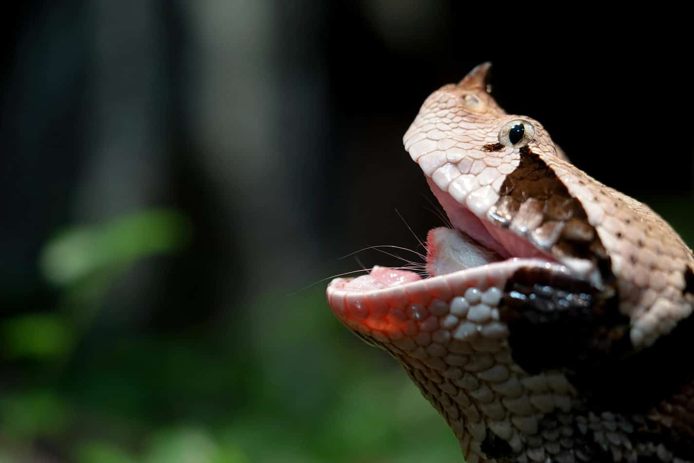 gaboon viper the complete guide 3 Gaboon Viper: The Complete Guide With Pictures and Facts