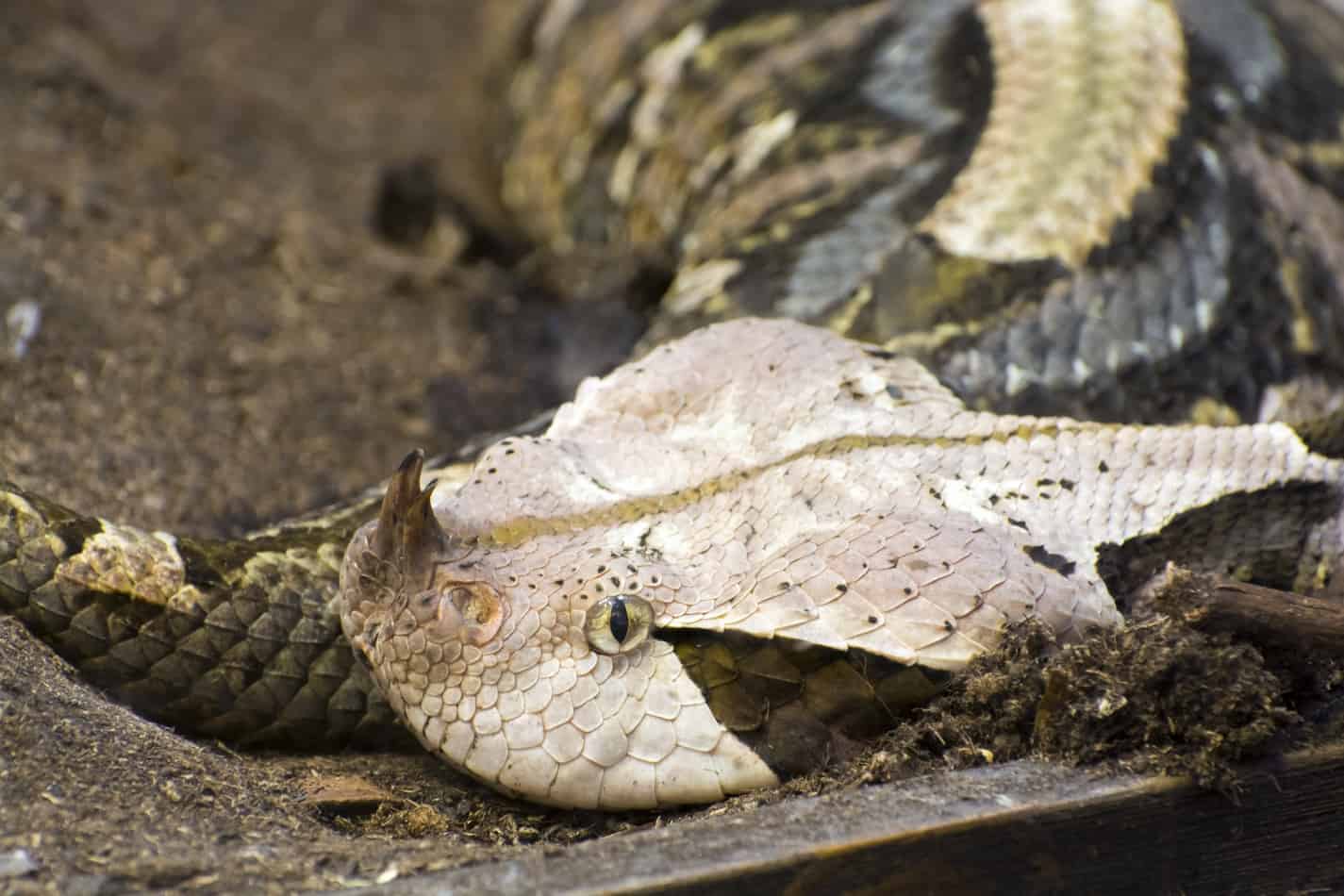 gaboon viper the complete guide 5 Gaboon Viper: The Complete Guide With Pictures and Facts