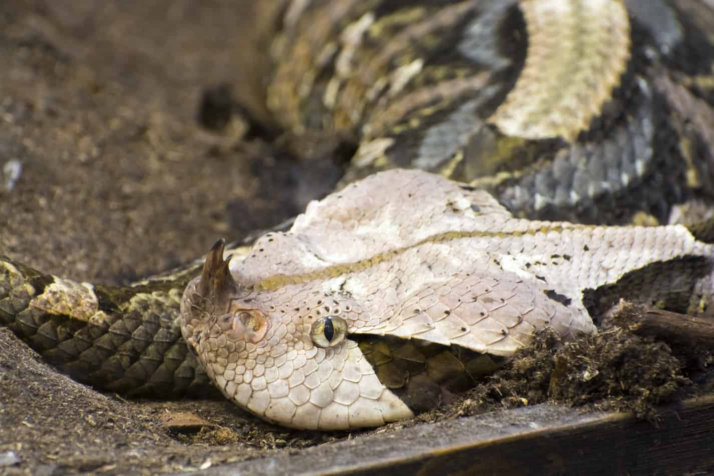 gaboon viper shirt