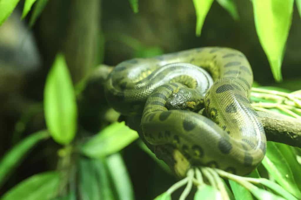 26 Cool Facts About Ball Pythons - Embora Pets