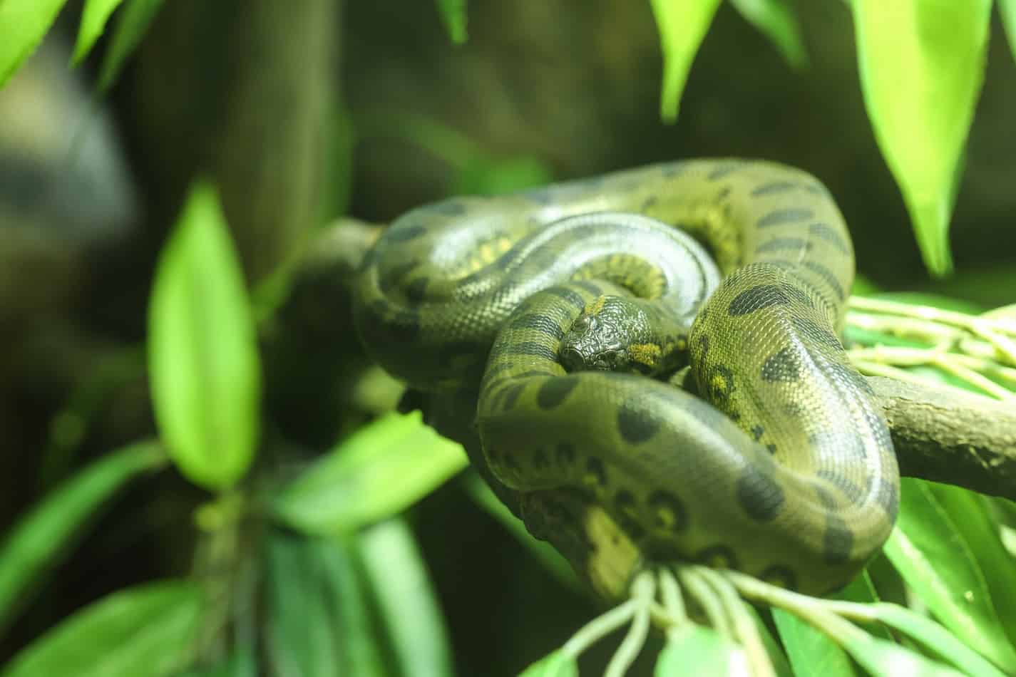 green anaconda habitat The Biggest Snake in the World (with Facts and Pictures)