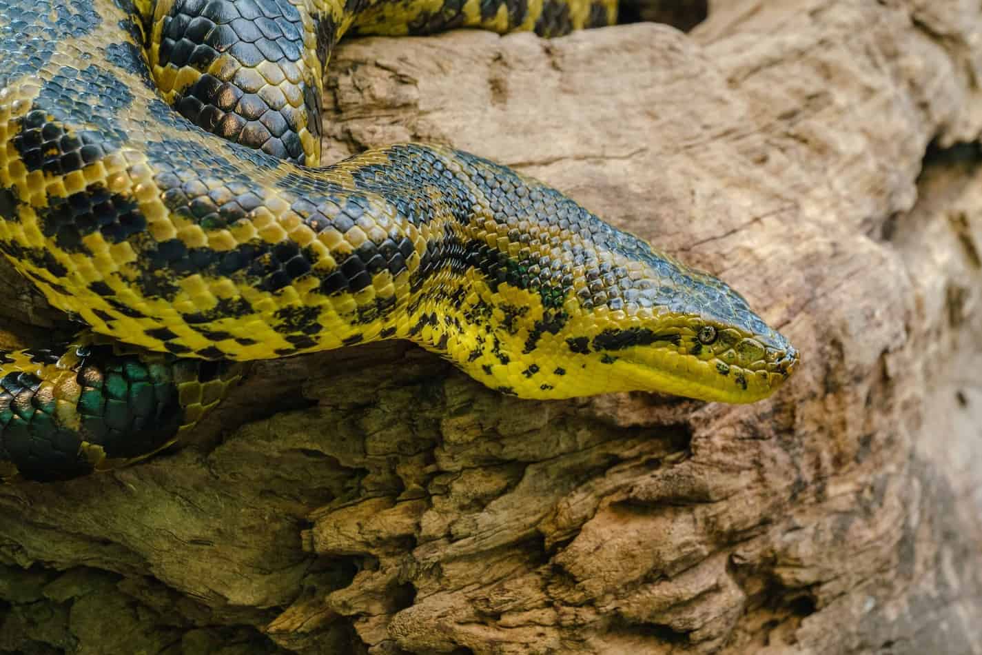 green anaconda not a great pet The Biggest Snake in the World (with Facts and Pictures)