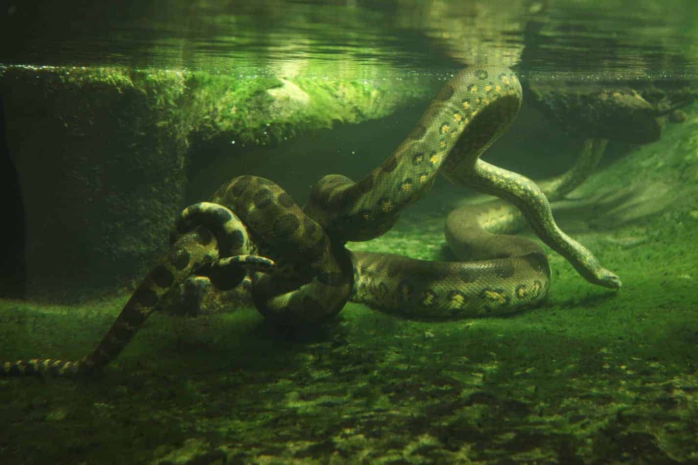 green anaconda The Biggest Snake in the World (with Facts and Pictures)