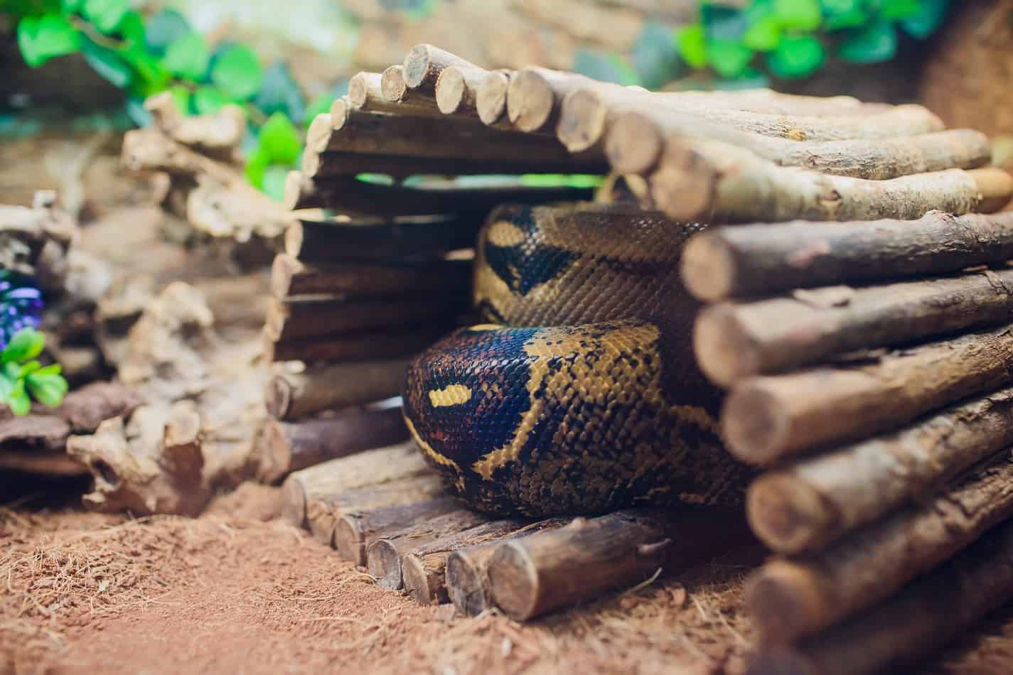 hiding house Kingsnakes as Pets: A Complete Guide With Pictures