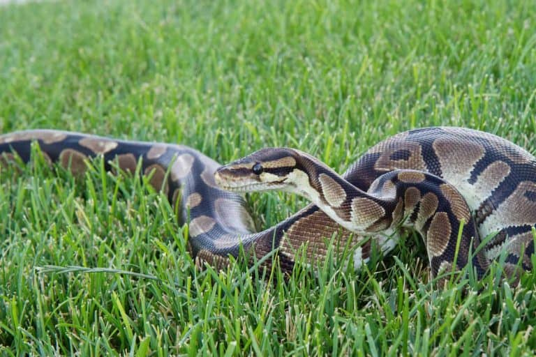 How Big Do Ball Pythons Get (And How Long Does it Take for Them to Grow)?