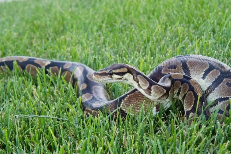 Best Plants for Ball Pythons