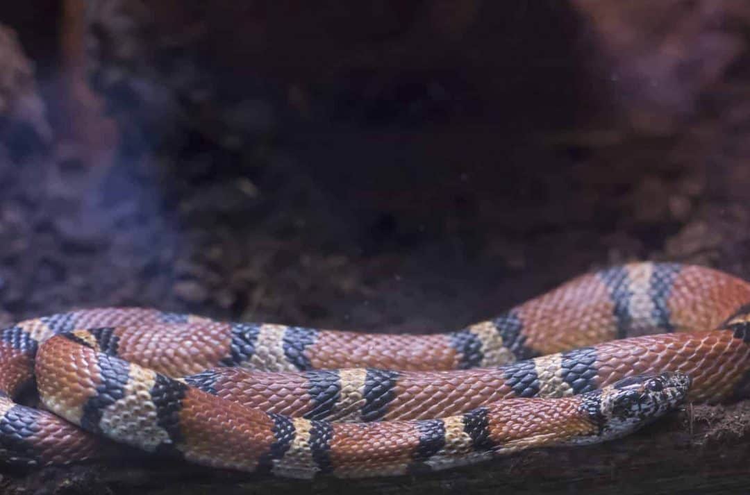 Picture of How Big Do Milk Snakes Get and What's Their Growth Rate? - Embora Pets