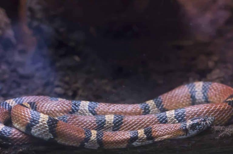 How Big Do Milk Snakes Get and What’s Their Growth Rate?