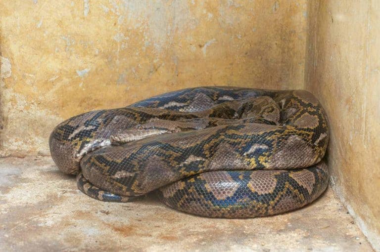 How Long Can A Ball Python Go Without Eating?