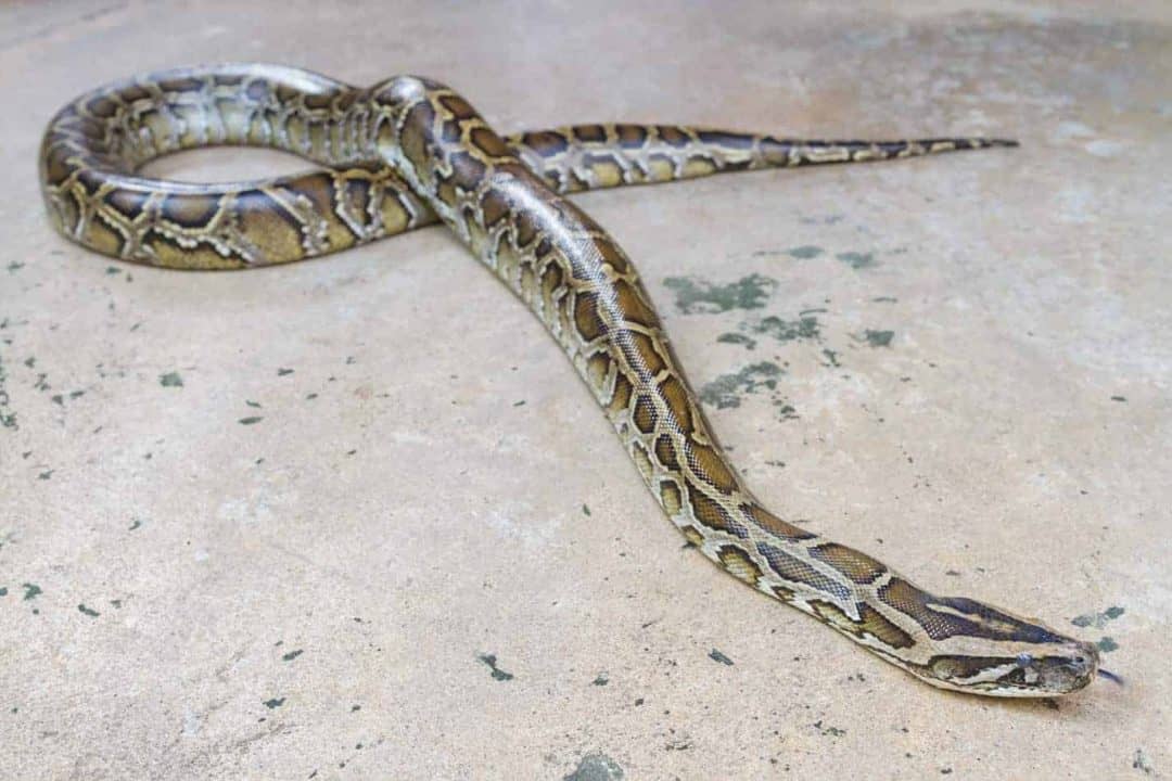 Can Pet Snakes be Affectionate to Their Owners? Embora Pets