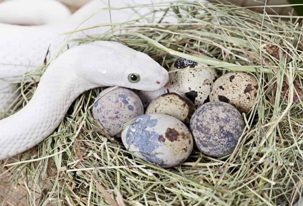 How Many Eggs Does A Snake Lay At A Time - Snake Poin