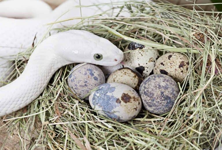 How Many Eggs Do Snakes Lay and How Many Survive?
