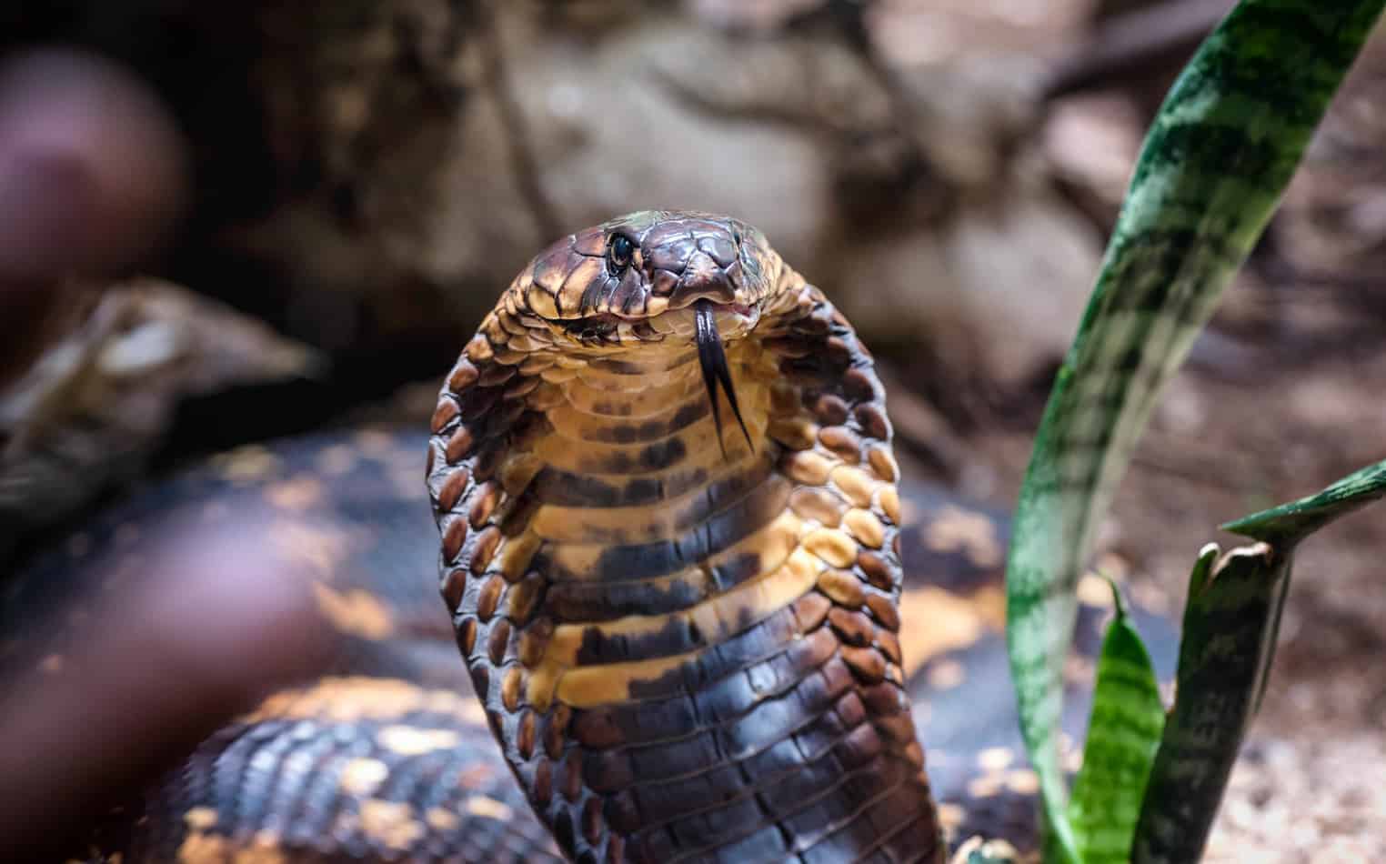 How Many Times A Year Do King Snakes Lay Eggs Embora Pets How Many Times A Year Do King Snakes Lay Eggs Embora Pets