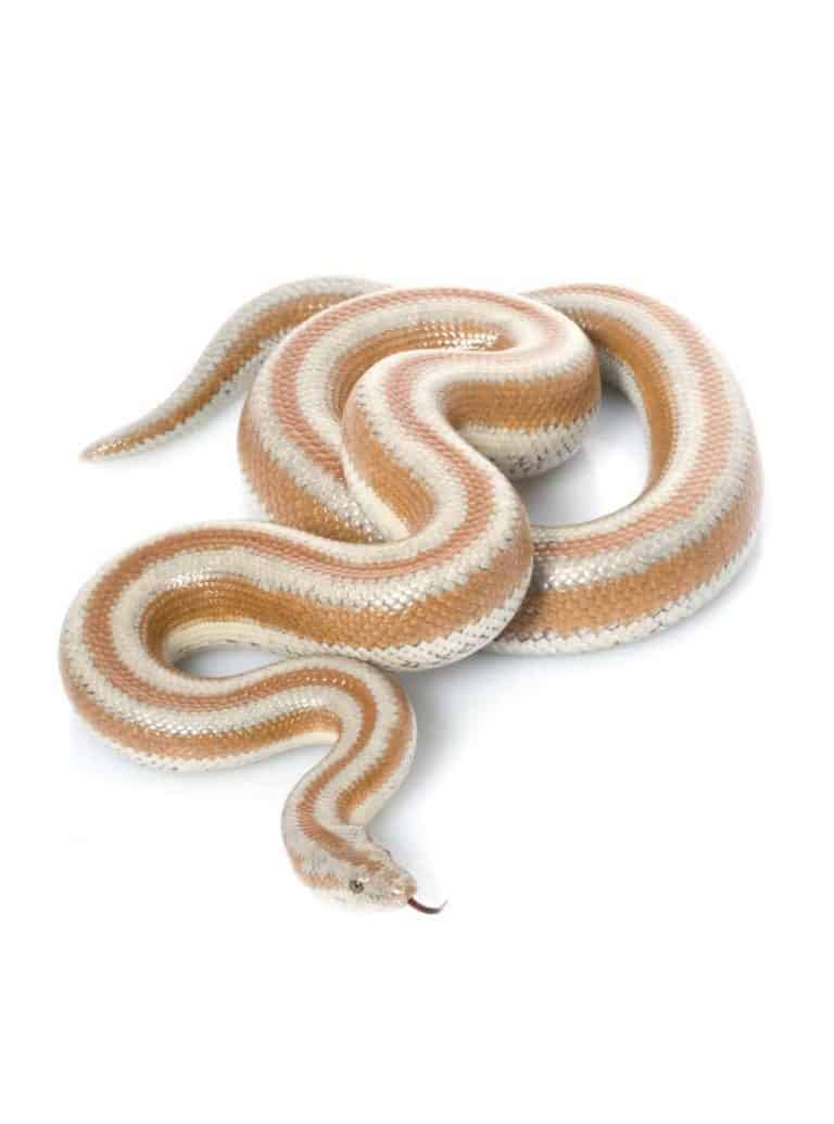 How to Breed Rosy Boa Snakes (and Make a Profit)