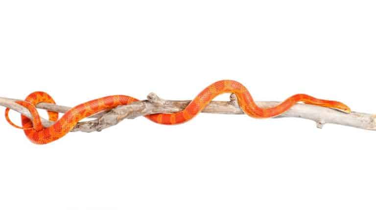 How to Buy a Corn Snake