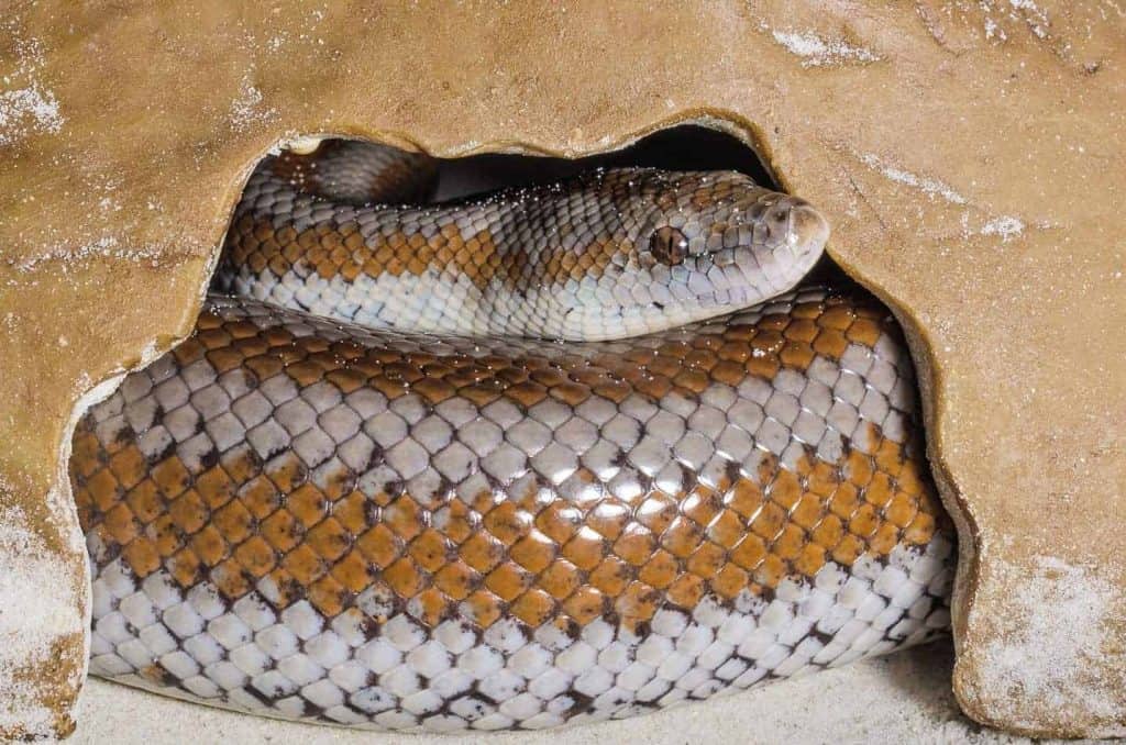 how to feed your rosy boa snake How Many Times A Year Do Rosy Boas Lay Eggs?