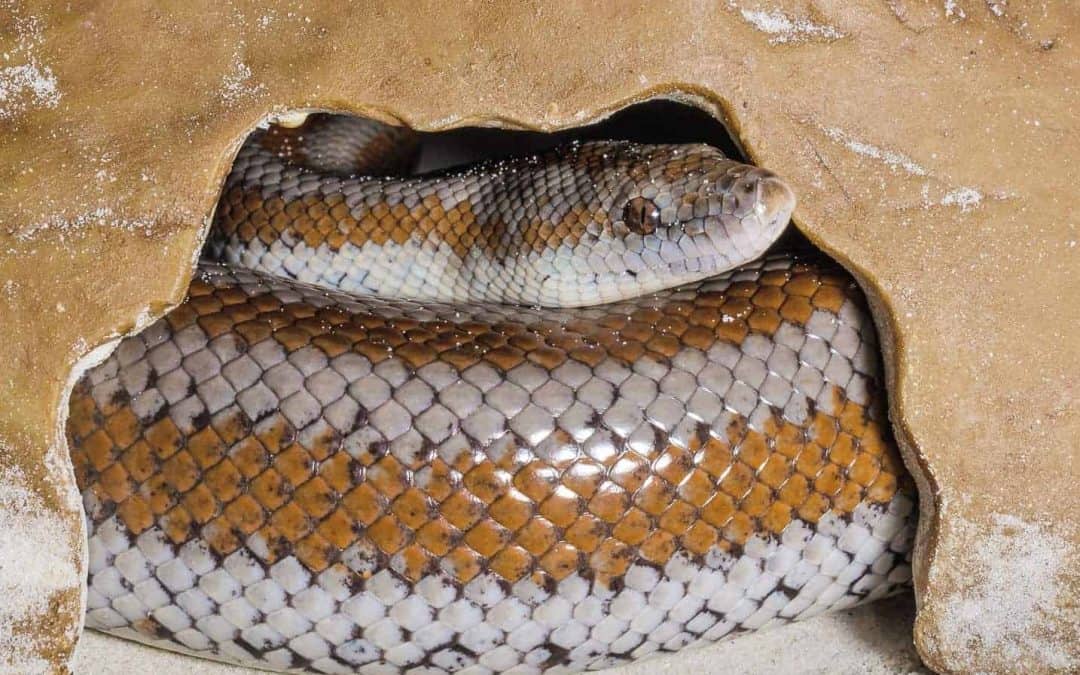 How to Feed a Rosy Boa Snake