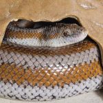 how to feed your rosy boa snake Rosy Boas: How Long They Get and How Fast They Grow