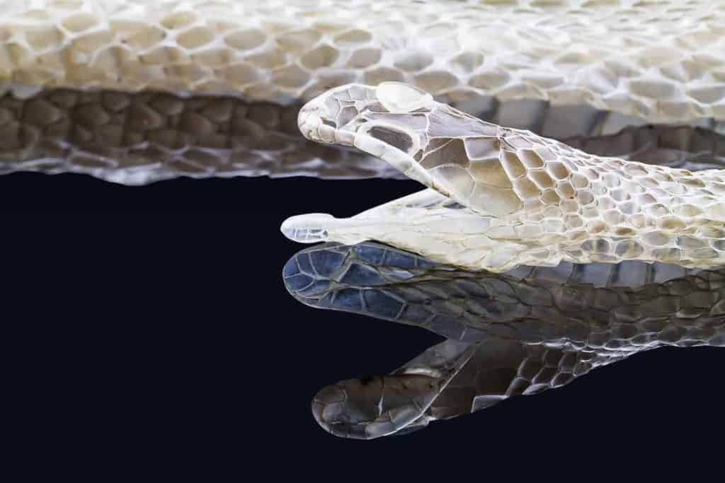 how to properly care for a shedding snake – embora pets