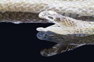 How to Properly Care For a Shedding Snake - Embora Pets