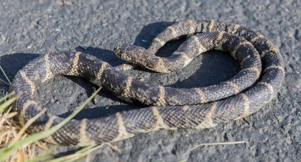 kingsnake 1 Is There a Pet Snake That Can't Eat Mice?