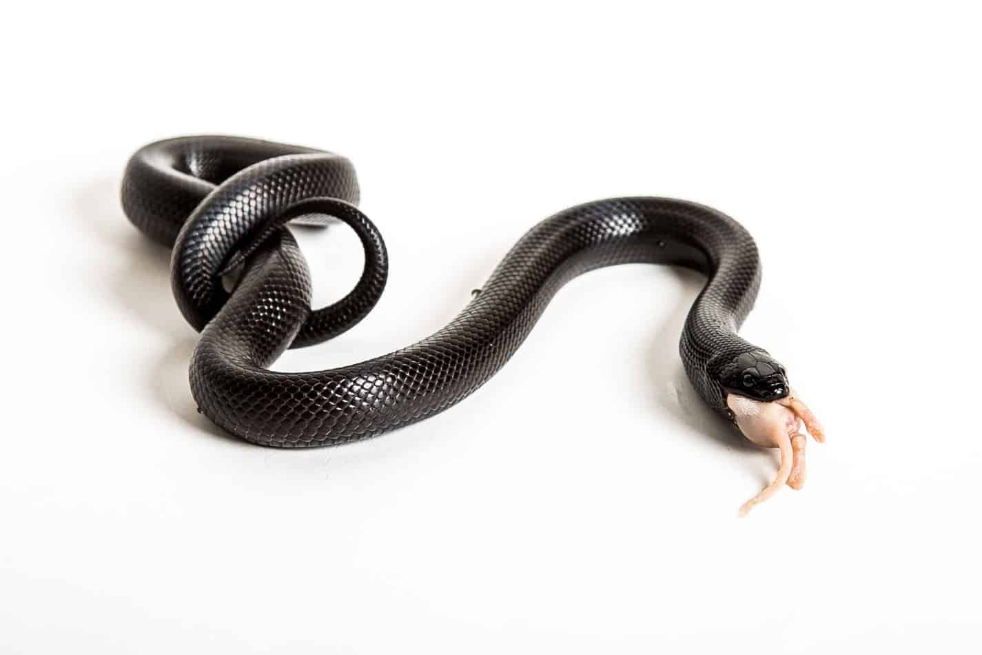 kingsnake 2 Kingsnakes as Pets: A Complete Guide With Pictures