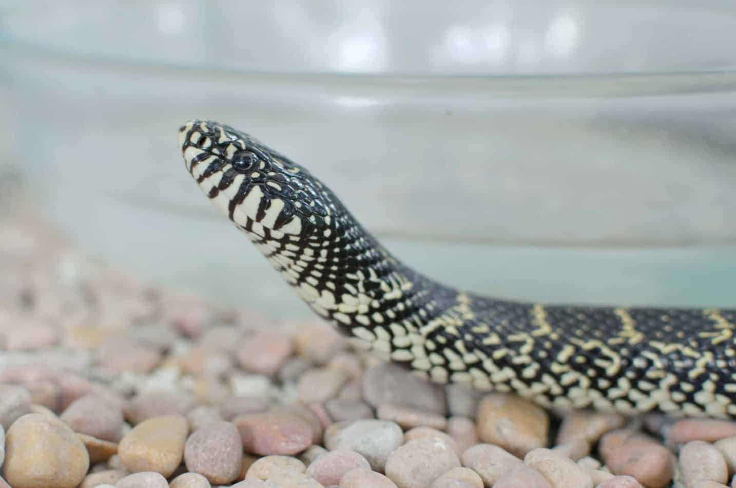 kingsnake 6 Kingsnakes as Pets: A Complete Guide With Pictures