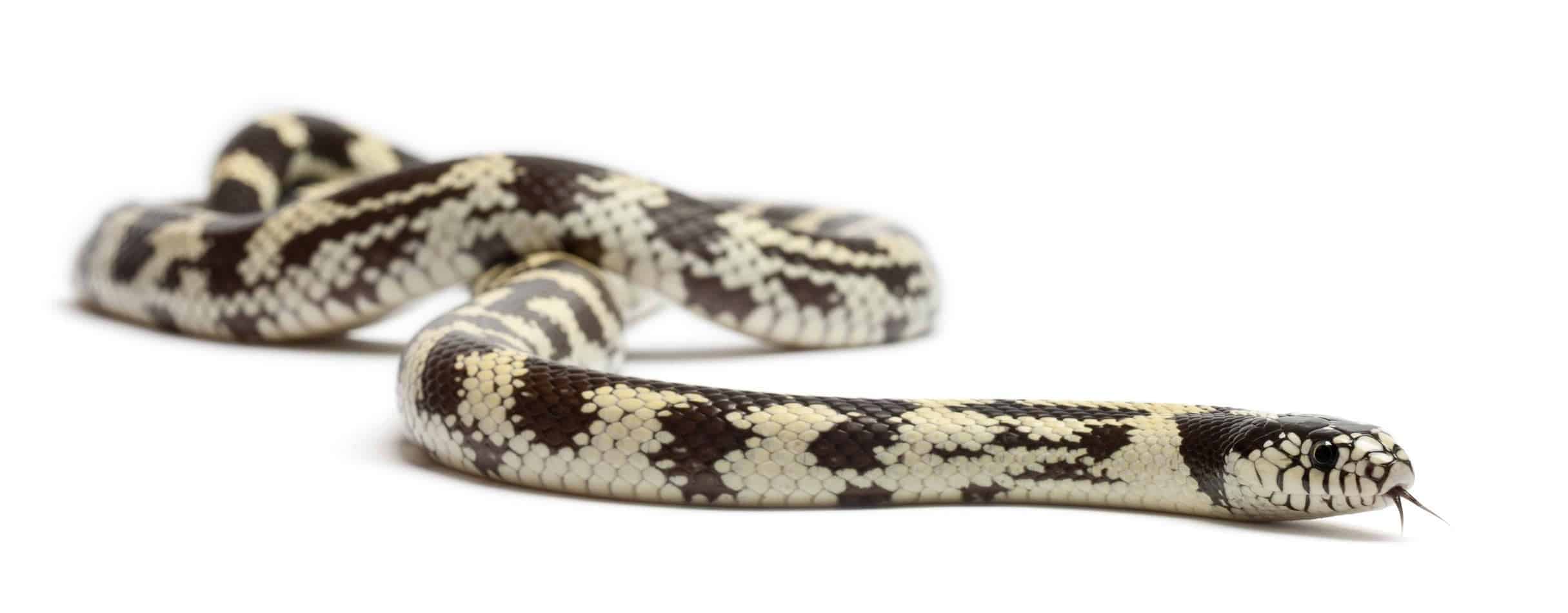 kingsnake Kingsnakes as Pets: A Complete Guide With Pictures