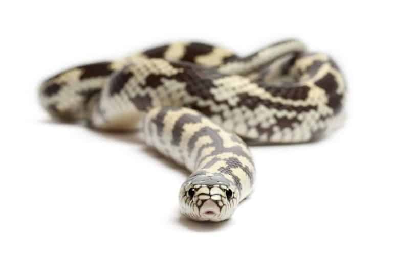 Kingsnakes as Pets: A Complete Guide With Pictures