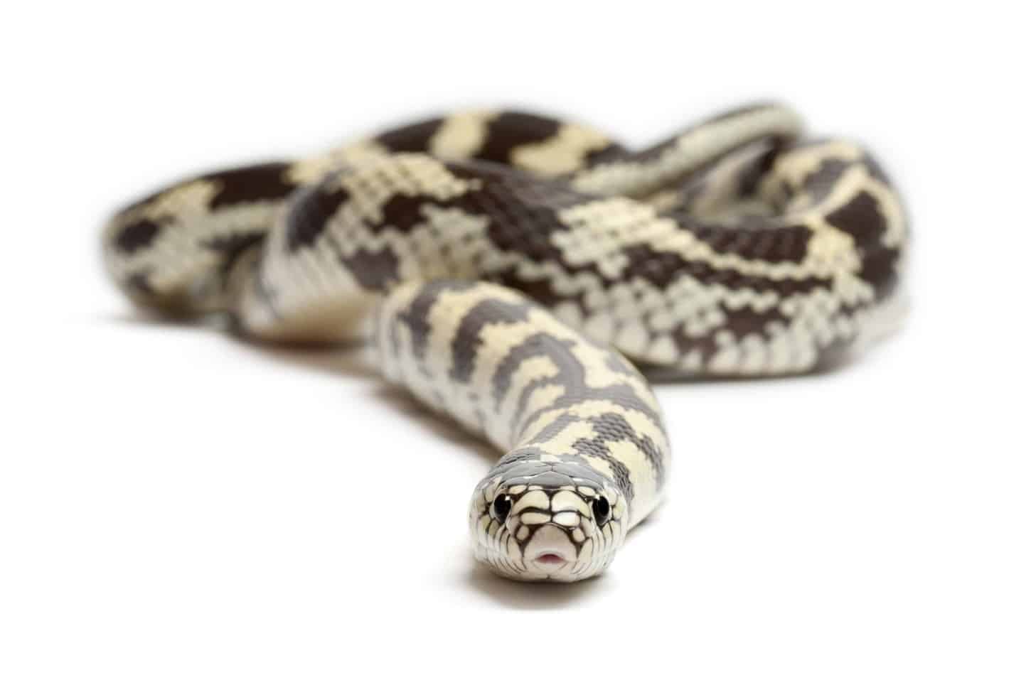 Kingsnakes As Pets A Complete Guide With Pictures Embora Pets - 