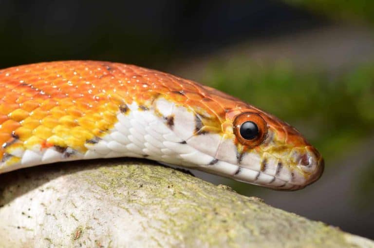 Most Popular Corn Snake Morphs (with Pictures and Facts)