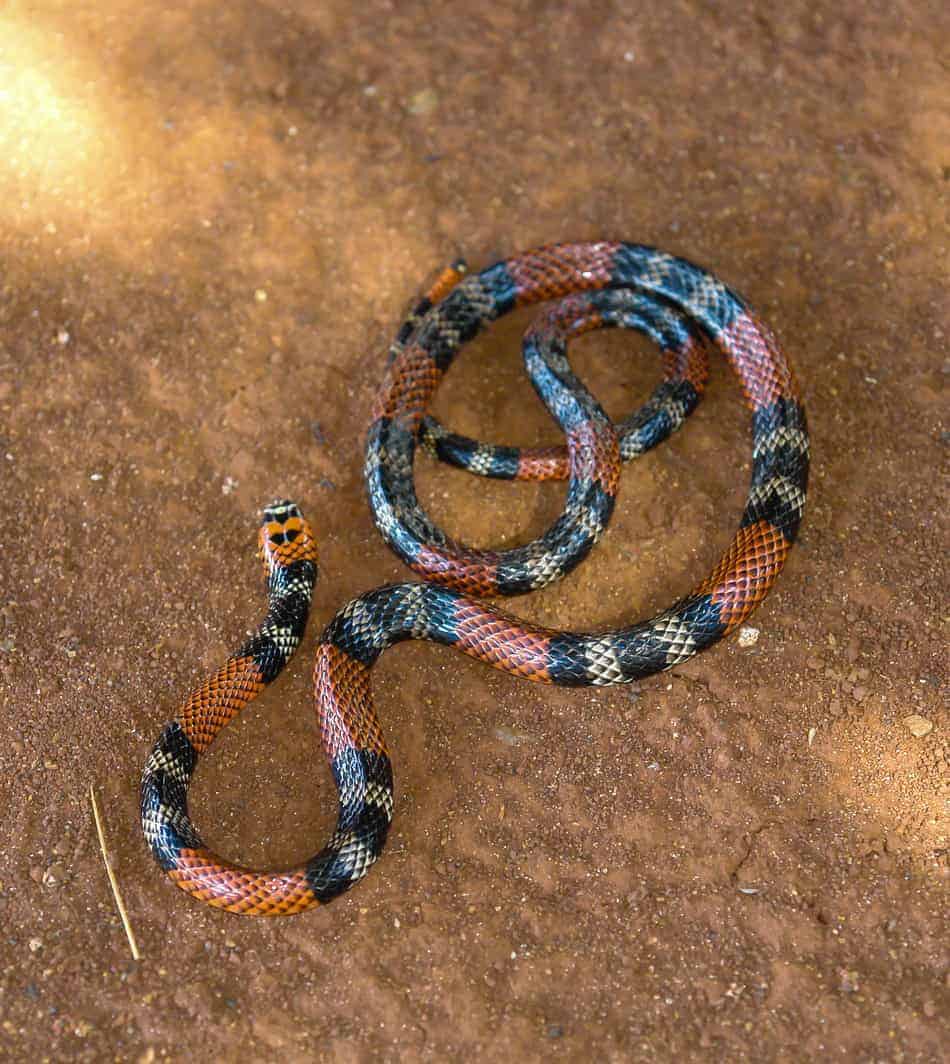 most venomous snake in the US 2 The Most Venomous Snake in the U.S. (With Bite Facts and Pictures)
