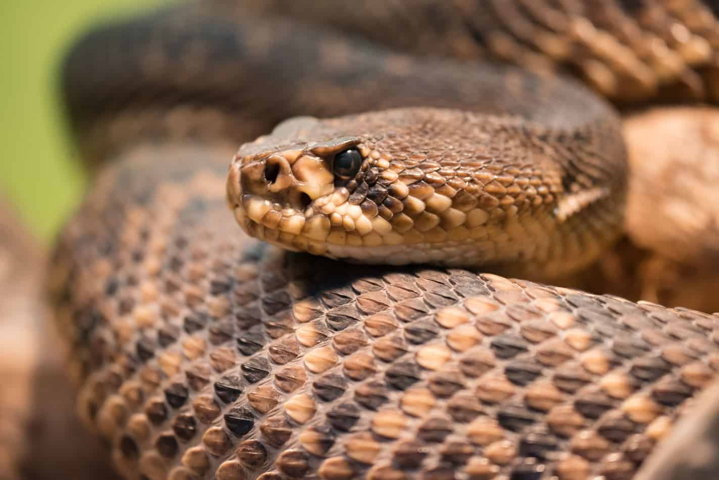 most venomous snake in the US 3 The Most Venomous Snake in the U.S. (With Bite Facts and Pictures)