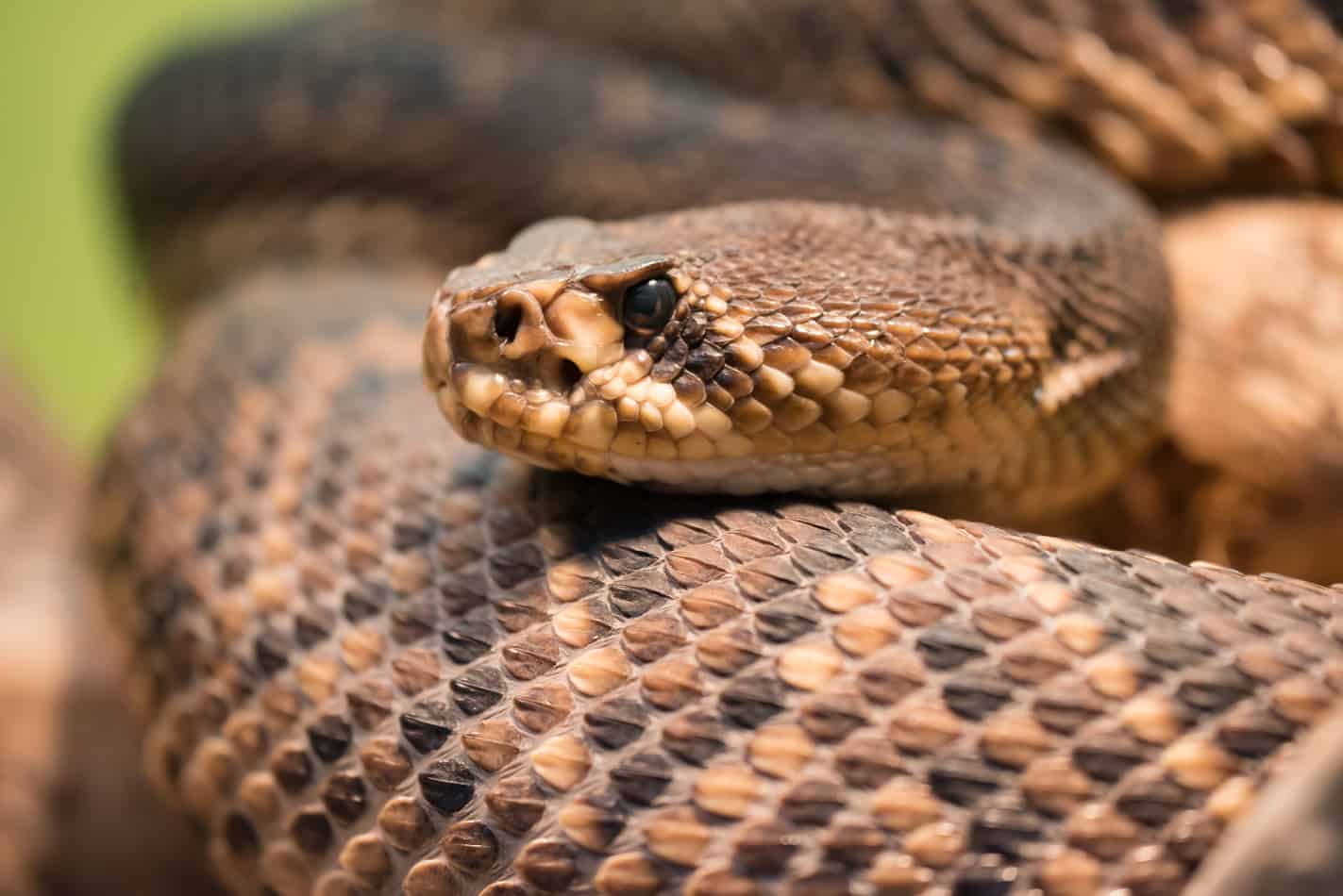 The Most Venomous Snake in the U.S. (With Bite Facts and Pictures