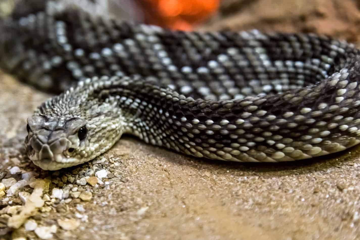 most venomous snake in the US 4 The Most Venomous Snake in the U.S. (With Bite Facts and Pictures)